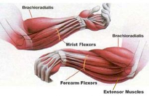 forearm-muscle