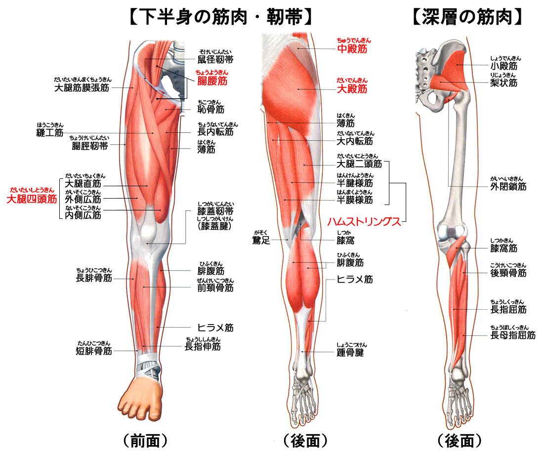 筋肉 を 落とす 方法 太もも